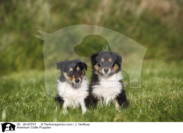 American Collie Puppies / JH-30791