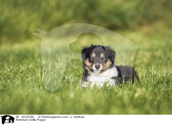 American Collie Puppy / JH-30792