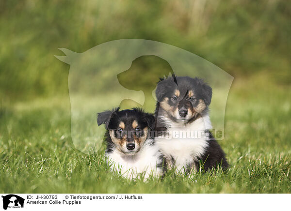 American Collie Puppies / JH-30793