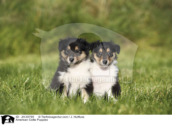 American Collie Puppies / JH-30795