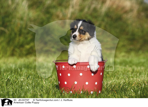 American Collie Puppy / JH-30797