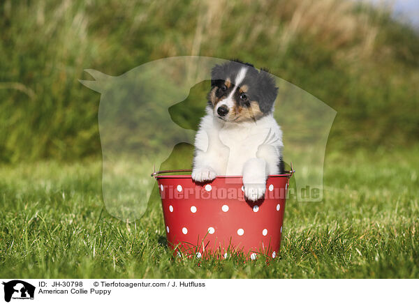 American Collie Puppy / JH-30798