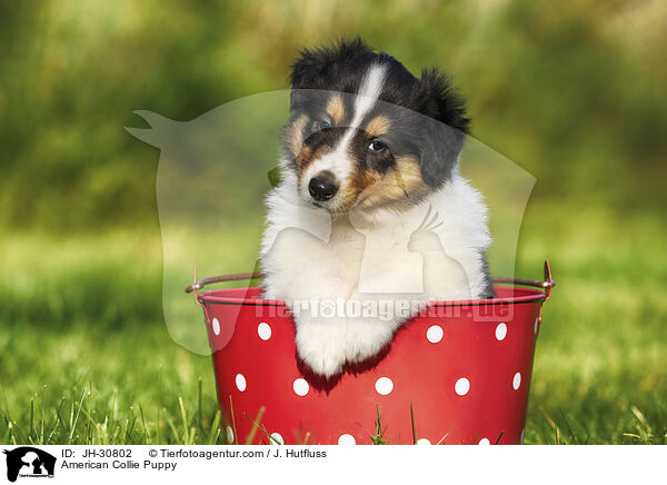 American Collie Puppy / JH-30802