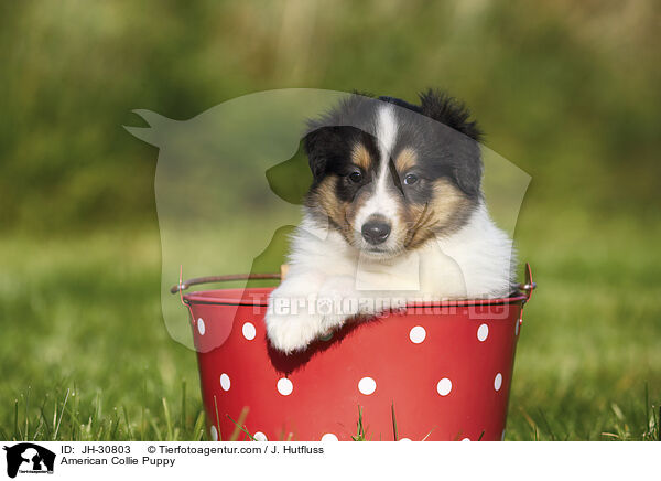 American Collie Puppy / JH-30803