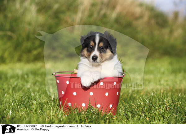 American Collie Puppy / JH-30807