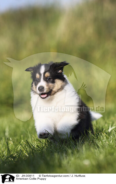 American Collie Puppy / JH-30811