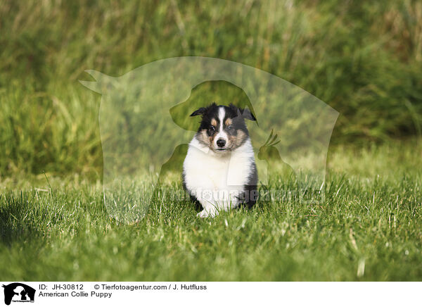 American Collie Puppy / JH-30812