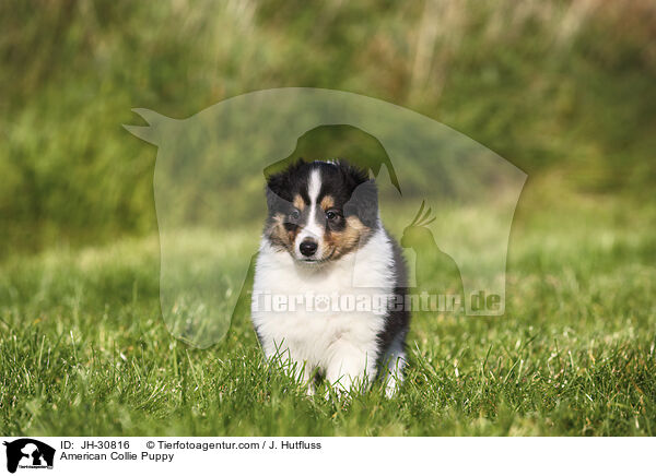 American Collie Puppy / JH-30816