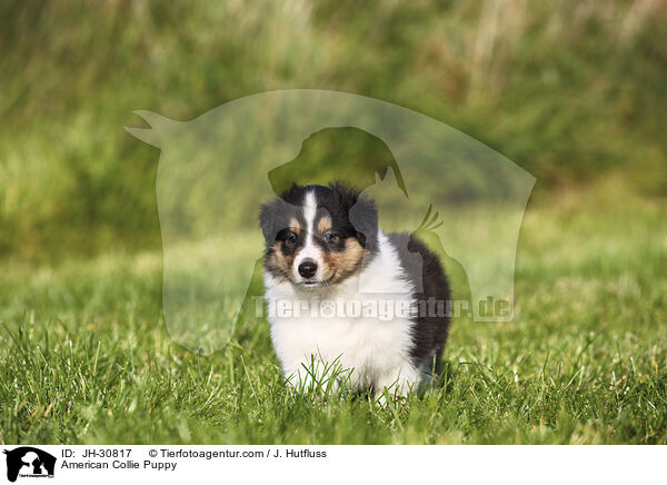 American Collie Puppy / JH-30817