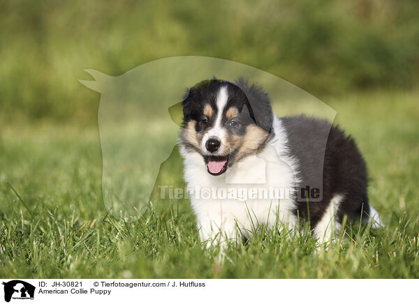 American Collie Puppy / JH-30821