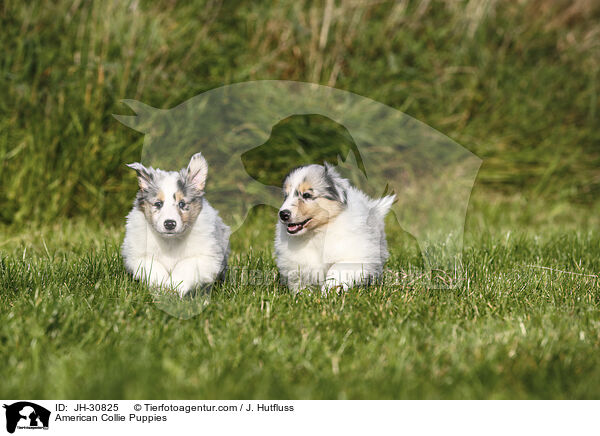 American Collie Puppies / JH-30825