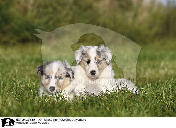 American Collie Puppies / JH-30835