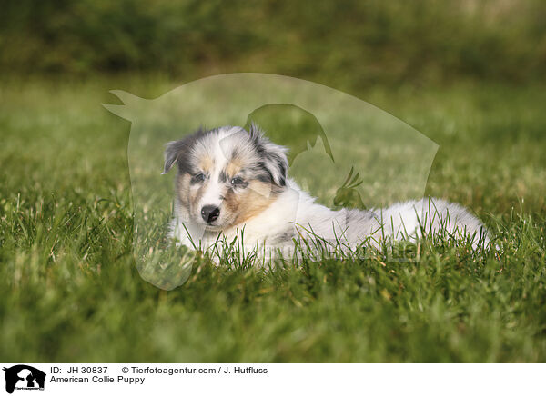 American Collie Puppy / JH-30837