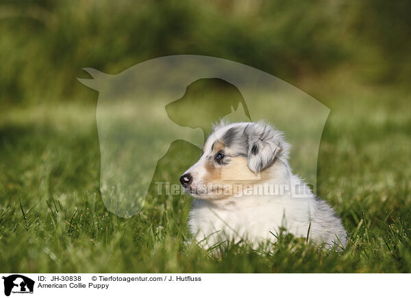 American Collie Puppy / JH-30838