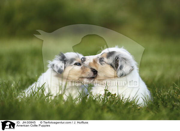 American Collie Puppies / JH-30845