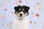 American Collie Puppy portrait