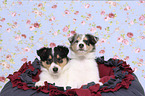 American Collie Puppies on the pillow