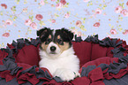 American Collie Puppy on the pillow