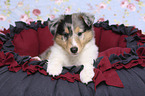American Collie Puppy on the pillow