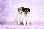sitting American Collie Puppies