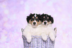 American Collie Puppies in a basket