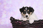 American Collie Puppy in a basket