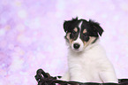 American Collie Puppy in a basket