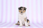 sitting American Collie Puppy