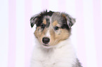 American Collie Puppy portrait