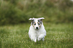 American Collie Puppy
