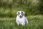 American Collie Puppy