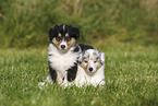 American Collie Puppies