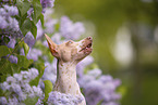 American Hairless Terrier between lilac