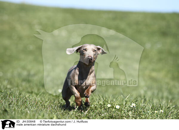 male american miniature dachshund / JH-30848