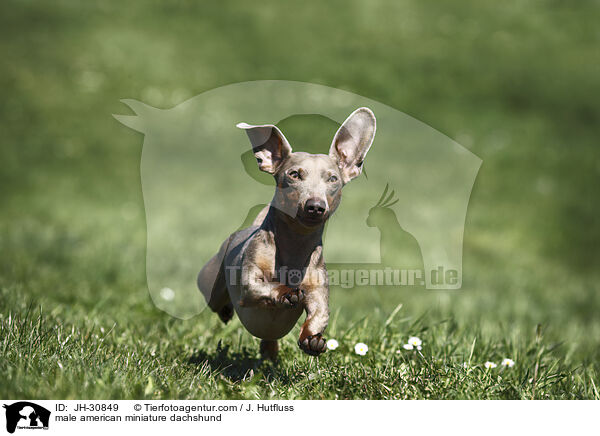 male american miniature dachshund / JH-30849