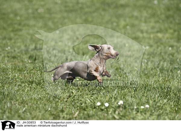 male american miniature dachshund / JH-30853