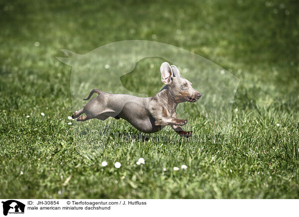 male american miniature dachshund / JH-30854