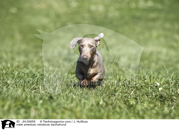 male american miniature dachshund / JH-30859