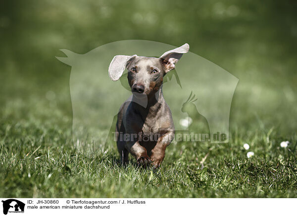 male american miniature dachshund / JH-30860