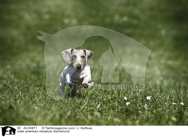 male american miniature dachshund / JH-30871