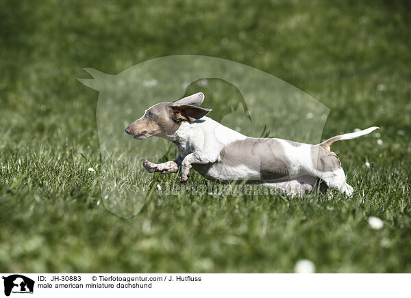 male american miniature dachshund / JH-30883