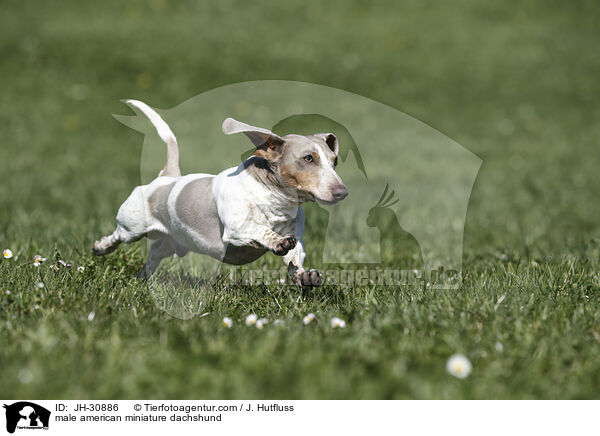male american miniature dachshund / JH-30886
