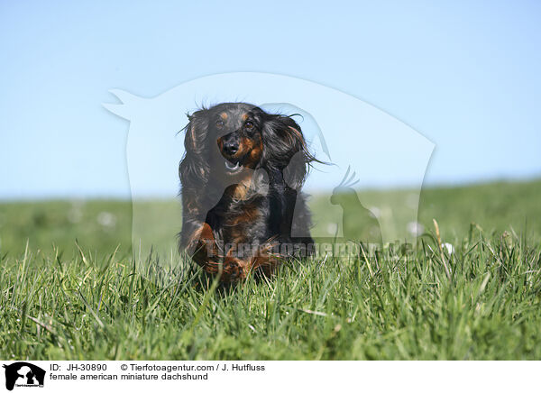 female american miniature dachshund / JH-30890