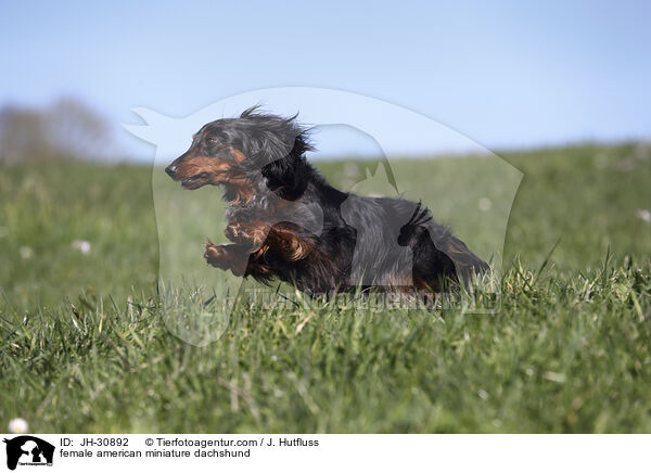 female american miniature dachshund / JH-30892