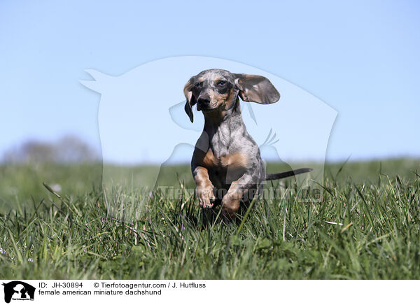 female american miniature dachshund / JH-30894