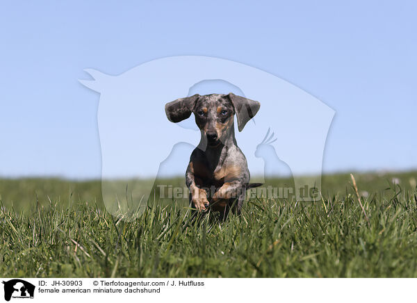 female american miniature dachshund / JH-30903