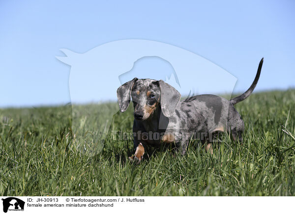 female american miniature dachshund / JH-30913
