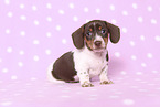 American Miniature Dachshund Puppy