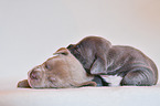 2 American Pit Bull Terrier Puppies