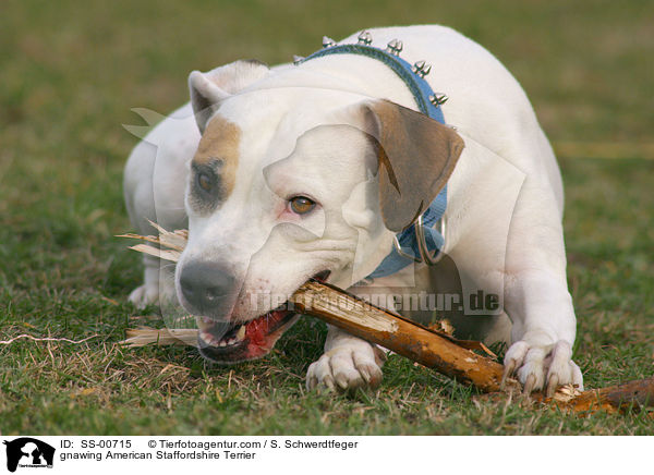 gnawing American Staffordshire Terrier / SS-00715